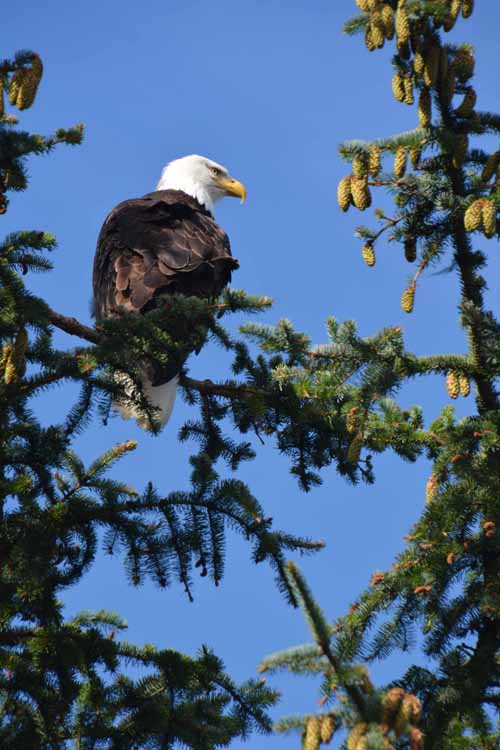 eagle